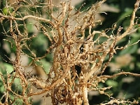 ネコブセンチュウ(害虫)・写真1