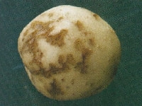 イモグサレセンチュウ(被害)・写真3