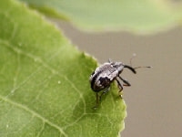 イチゴハナゾウムシ(害虫)・写真2