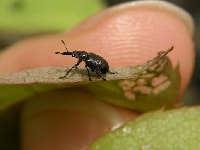 クロケシツブチョッキリ(害虫)・写真1