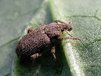 ヤサイゾウムシ(被害)・写真3