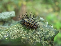 ニジュウヤホシテントウ(幼虫)・写真1