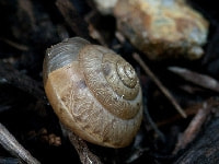 ウスカワマイマイ(害虫)・写真2