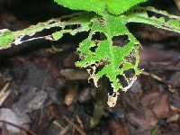 ナメクジ被害(不規則な穴)・写真3