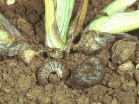 タマナヤガ(害虫)・写真2