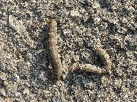 カブラヤガ(害虫)・写真1