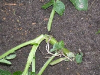 ネキリムシ(被害)・写真3