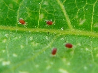 カンザワハダニ(害虫)・写真2
