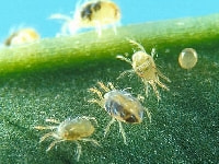 ナミハダニ(害虫)・写真1