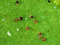 ミカンハダニ(害虫)・写真3
