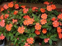 オンブバッタ(被害・サンパチェンス)・写真3