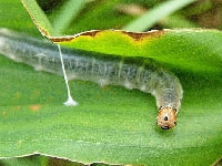 チャハマキ(幼虫)・写真2