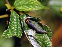チャハマキ(葉を食害)・写真1