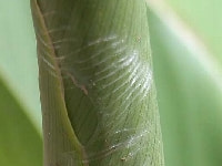 ハマキムシの糸で巻かれた葉・写真3