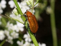 ウリハムシ(害虫)・写真1