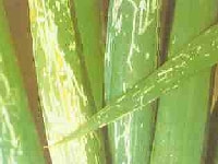 ネギコガの食害痕(害虫)・写真2