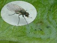 ナモグリバエ(食害跡)・写真2