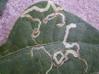 トマトハモグリバエ(幼虫)・写真1