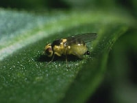 マメハモグリバエ(成虫)・写真3