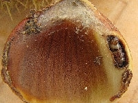 モモノコマダラノメイガ(幼虫)・写真2