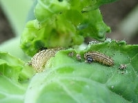 ハイマダラノメイガ(幼虫)・写真3