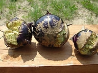 チャノホコリダニ(ナスの被害)・写真2