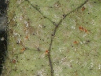 チャノホコリダニ(害虫)・写真1