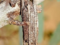 チャミノガ(ミノ)・写真1