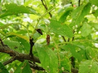 ミノムシ類(被害)・写真3