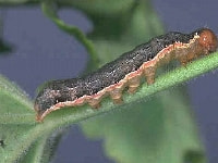 ヨトウガ(幼虫)・写真1